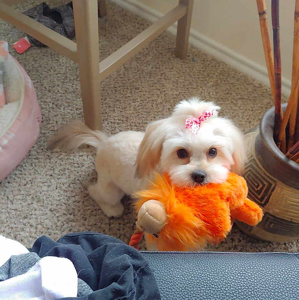 Cinnamon joined the competition — help win amazing prizes! puppy, dog, toy, plush_toy, carpet, bow, indoor, pet, cute, animal, white_dog, floor, chair, decorative_vase, stick, playful, small_dog, pet_bed, furniture, home