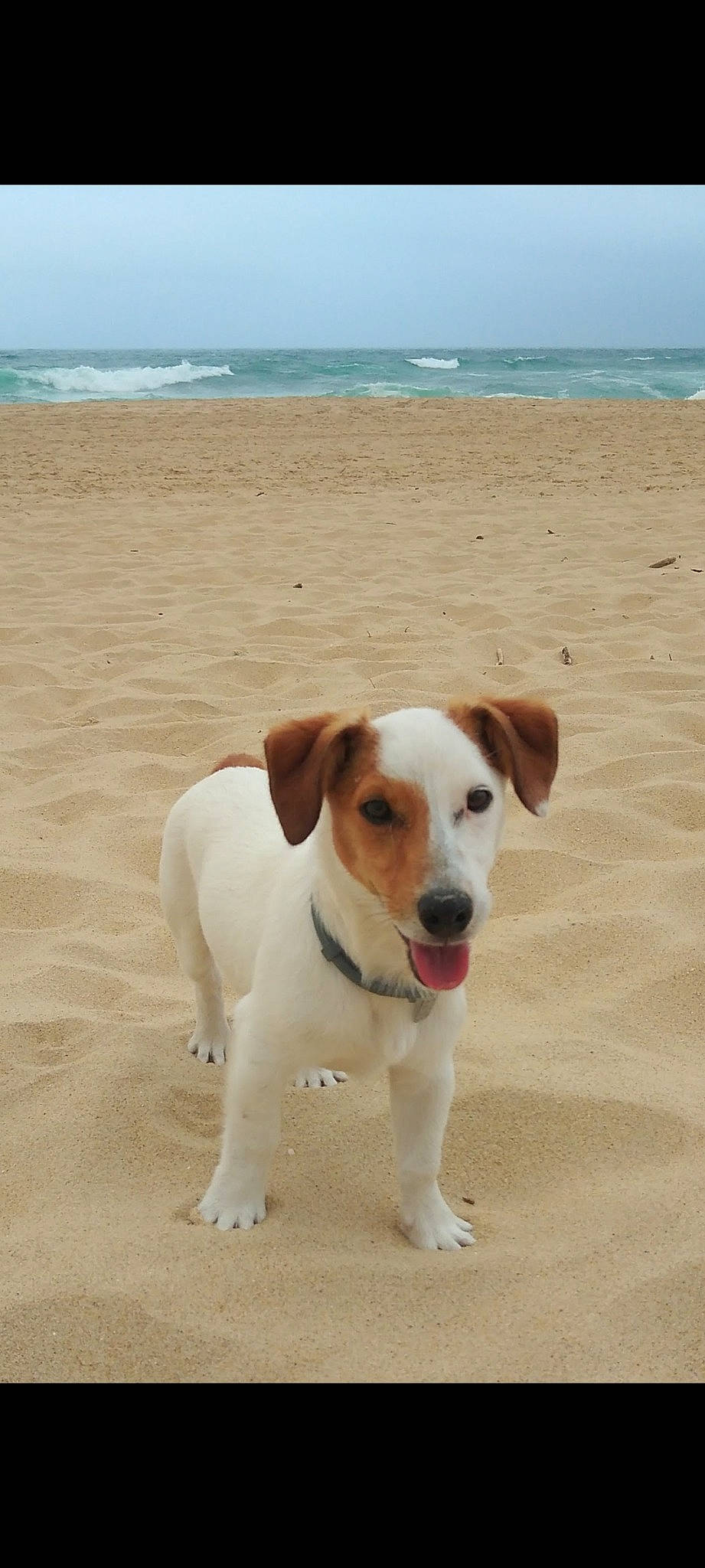 Skippy a rejoint le concours — aidez-le/la à gagner de superbes lots ! beach, canidae, carnivore, cloud, collar, companion_dog, dog, dog_breed, dog_collar, fawn, horizon, landscape, ocean, sand, sky, snout, sporting_group, tail, water, working_animal