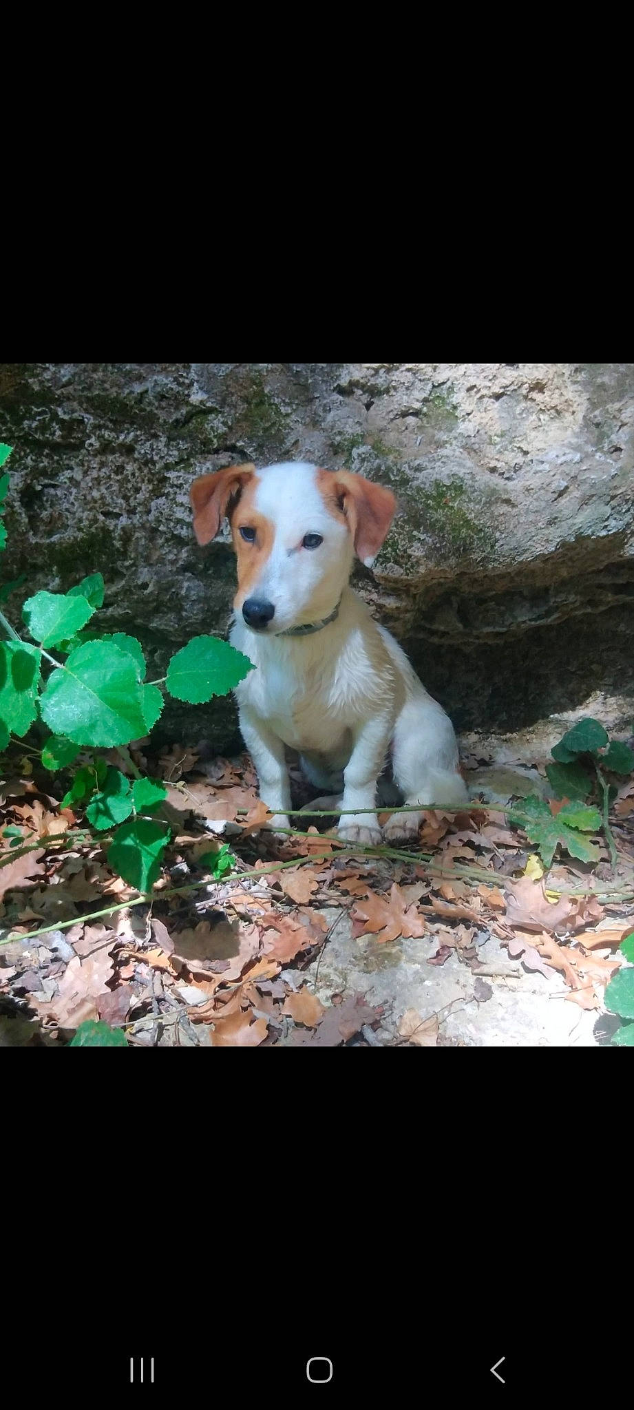 Skippy participe au concours pour gagner de l'argent avec cette photo : annual_plant, canidae, carnivore, companion_dog, dog, dog_breed, fawn, forest, grass, photo_caption, plant, snout, soil, sporting_group, tail, terrestrial_animal, terrestrial_plant, whiskers, wood, working_animal