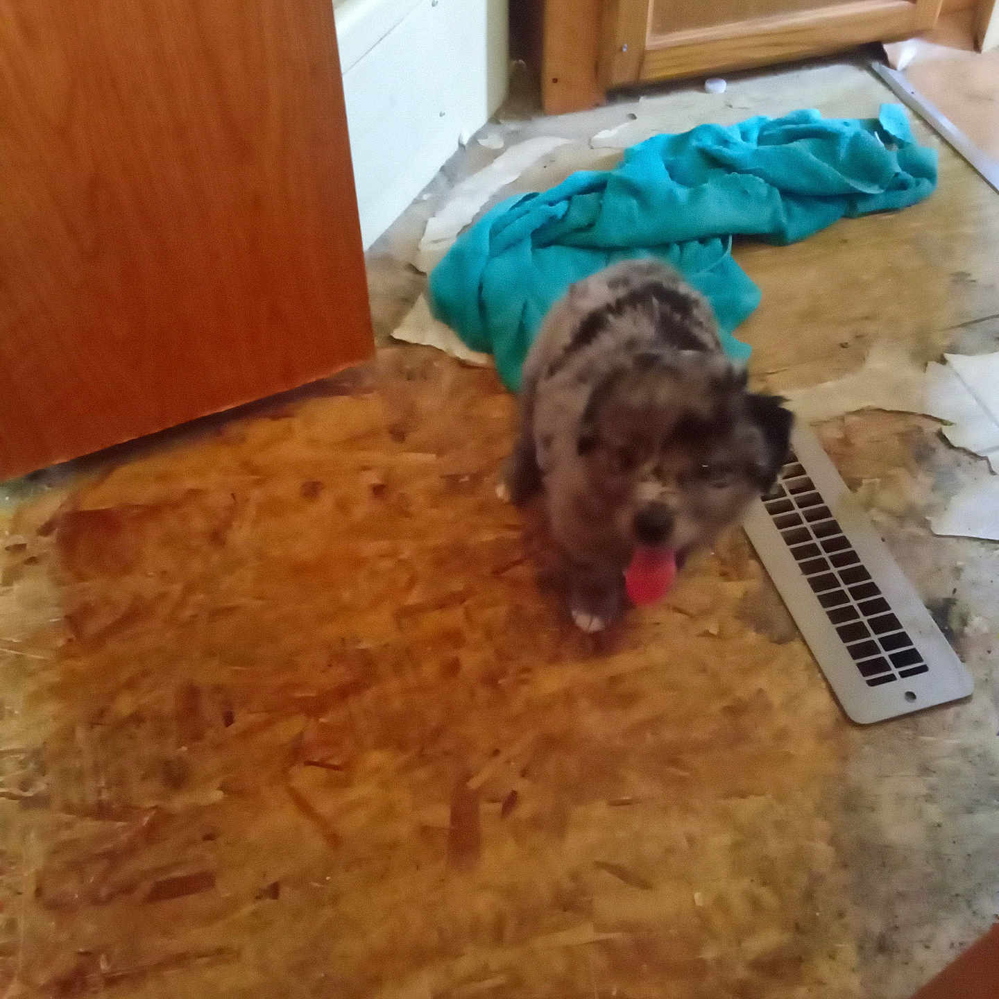 Oreo Fluff joined the competition — help win amazing prizes! animal, blue_cloth, blur, brown, cabinet, dog, door, flooring, furniture, home, house, indoor, pet, room, small_dog, speckled, standing, tongue_out, vent, wooden_floor