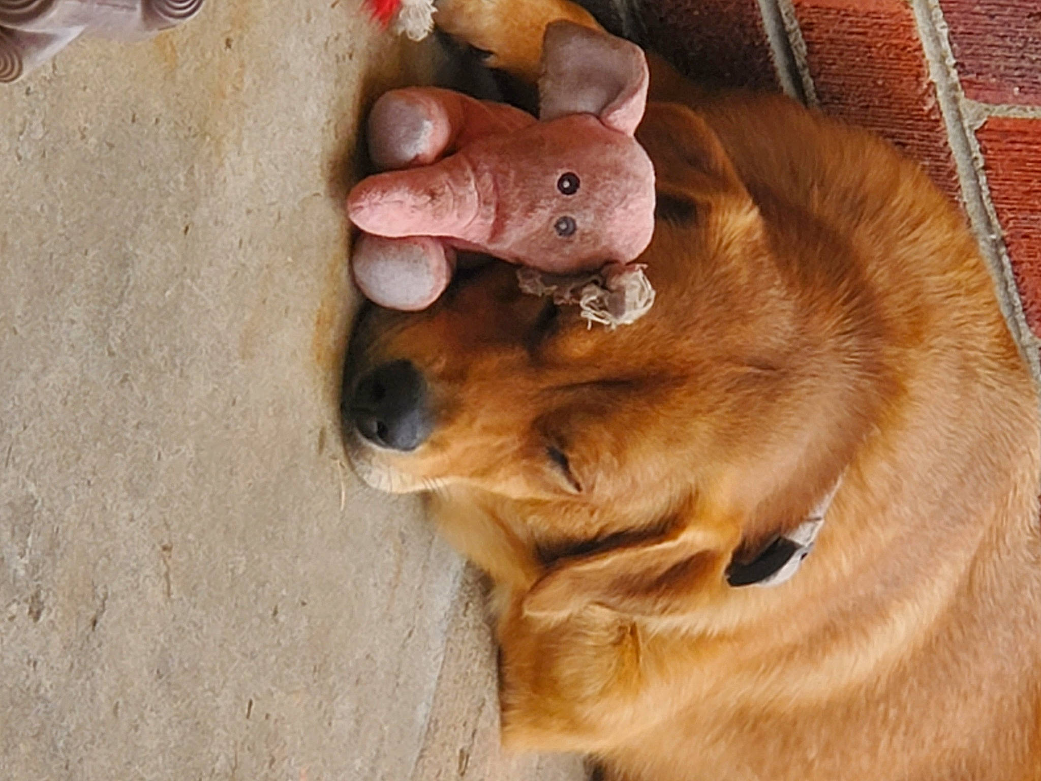 Moana is registered to the contest to win money with this photo: brickwork, canidae, carnivore, collar, comfort, companion_dog, dog, dog_breed, ear, fawn, fur, liver, paw, snout, sporting_group, tail, terrestrial_animal, whiskers, wood, working_animal