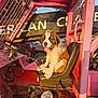 car, chains, dog, grill, metal, nature, outdoor, pink, puppy, rust, saint_bernard, seat, steering_wheel, sunlight, tongue_out, towel, tree, vehicle, wet_fur, window