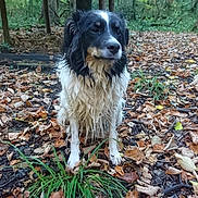 Baloo participe au concours pour gagner de l'argent avec cette photo : animal, autumn, black_and_white, canine, daylight, dog, forest, fur, grass, ground, leaf_litter, leaves, muddy, nature, outdoor, pet, sitting, tree, wet, woodland