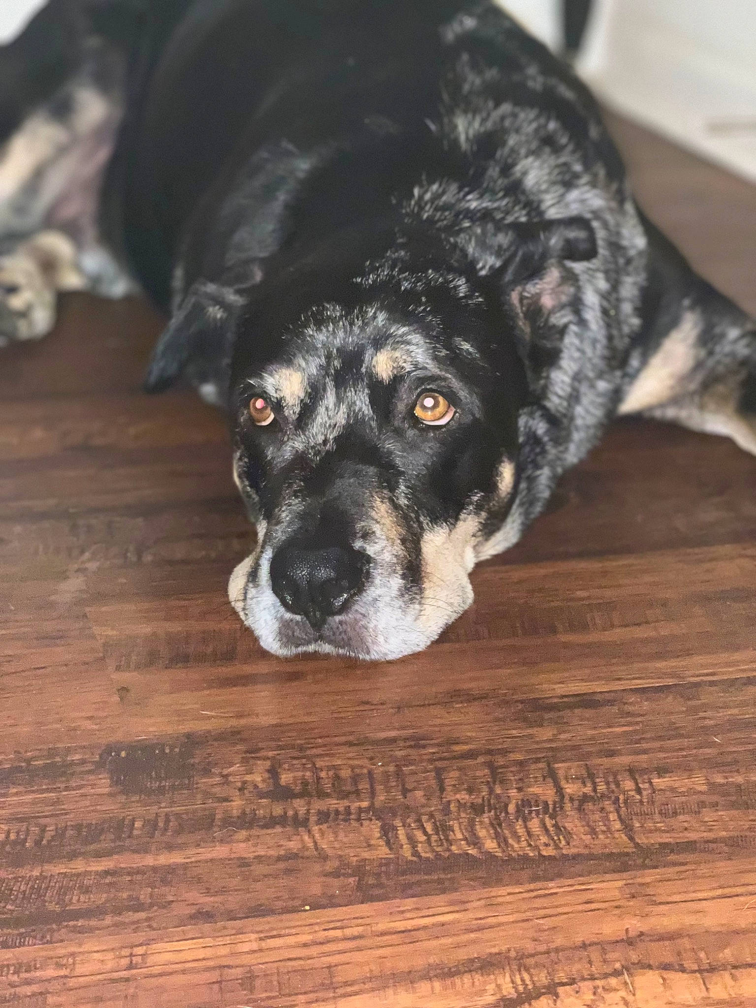 Duke joined the competition — help win amazing prizes! bored, canidae, carnivore, companion_dog, dog, dog_breed, door_mat, flooring, fur, hardwood, laminate_flooring, plank, terrestrial_animal, varnish, whiskers, wood, wood_flooring, wood_stain, working_animal, working_dog