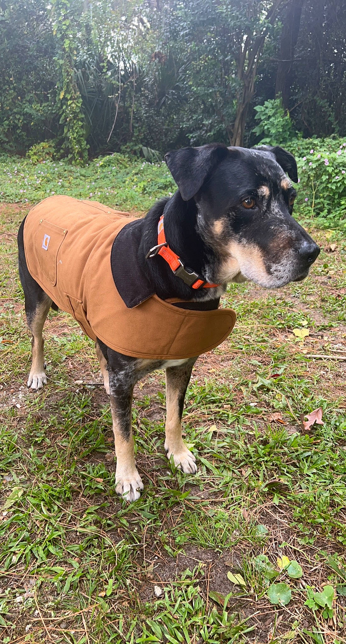 Duke joined the competition — help win amazing prizes! canidae, carnivore, collar, companion_dog, dog, dog_breed, dog_collar, dog_supply, fashion_accessory, fawn, grass, guard_dog, pet_supply, plant, snout, sporting_group, tail, tree, working_animal, working_dog