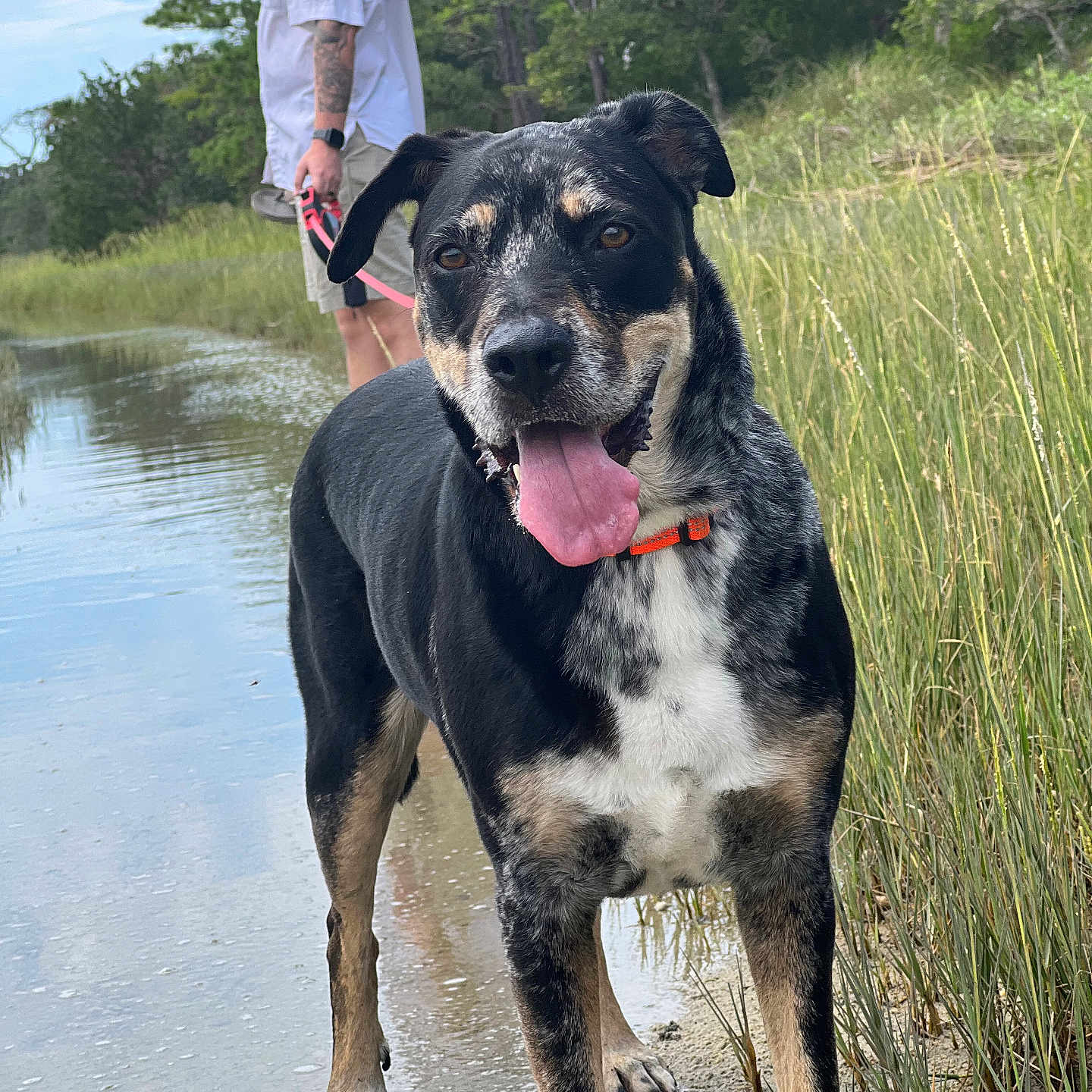 Duke joined the competition — help win amazing prizes! adult, animal, canine, clothing, dog, face, grass, head, male, man, outdoors, pants, person, pet, photography, plant, portrait, tree, vegetation, wristwatch