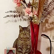 Scott participe au concours pour gagner de l'argent avec cette photo : animal, cat, cozy, cute, decorative_cabinet, domestic, flower_vase, foliage, furniture, home_decor, indoor, lamp, pet, pink_flowers, plant, shadow, still_life, tabby_cat, table, wall