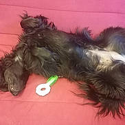 Uka a rejoint le concours — aidez-le/la à gagner de superbes lots ! affenpinscher, afghanhound, animal, architecture, building, canine, cockerspaniel, couch, cushion, dog, furniture, homedecor, hound, indoors, livingroom, papillon, pet, puppy, room, terrier