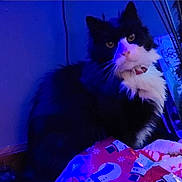 King is registered to the contest to win money with this photo: black_and_white, blanket, blue_light, cat, collar, cozy, eyes, furry, holiday, indoor, longhair_cat, night, pet, plant, portrait, sitting, tuxedo_cat, wall, whiskers, wrapping_paper