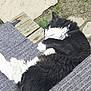 King is registered to the contest to win money with this photo: black_cat, cat, close_up, cozy, domestic_animal, fur_texture, grass, long_hair, mat, outdoor, paws, pet, porch, resting, sleeping_cat, stone_path, sunlight, whiskers, white_fur, wooden_steps