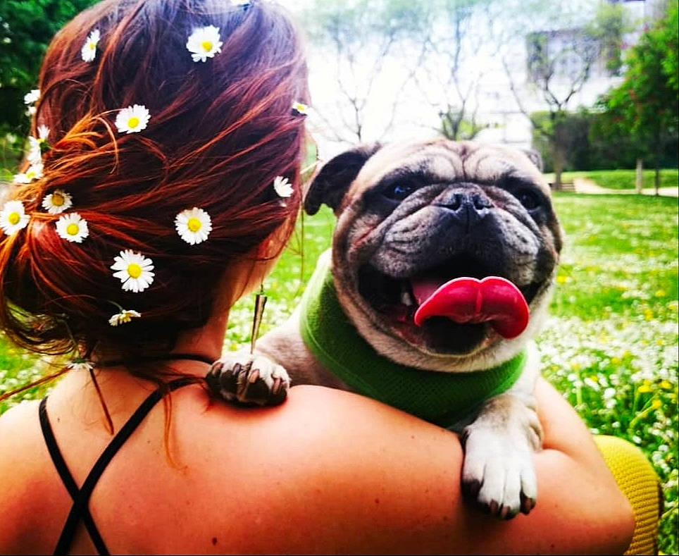 Jabba a rejoint le concours — aidez-le/la à gagner de superbes lots ! back, body_jewelry, bulldog, carnivore, companion_dog, dog, dog_breed, dog_supply, fawn, hair_accessory, headpiece, mammal, non_sporting_group, old_english_bulldog, pet_supply, pug, snout, toy_dog, working_animal, wrinkle