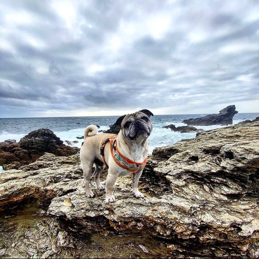 Jabba participe au concours pour gagner de l'argent avec cette photo : beach, bedrock, canidae, carnivore, coast, coastal_and_oceanic_landforms, collar, dog, dog_breed, dog_collar, fawn, mammal, ocean, pug, shore, snout, sporting_group, wave, wind_wave, working_animal