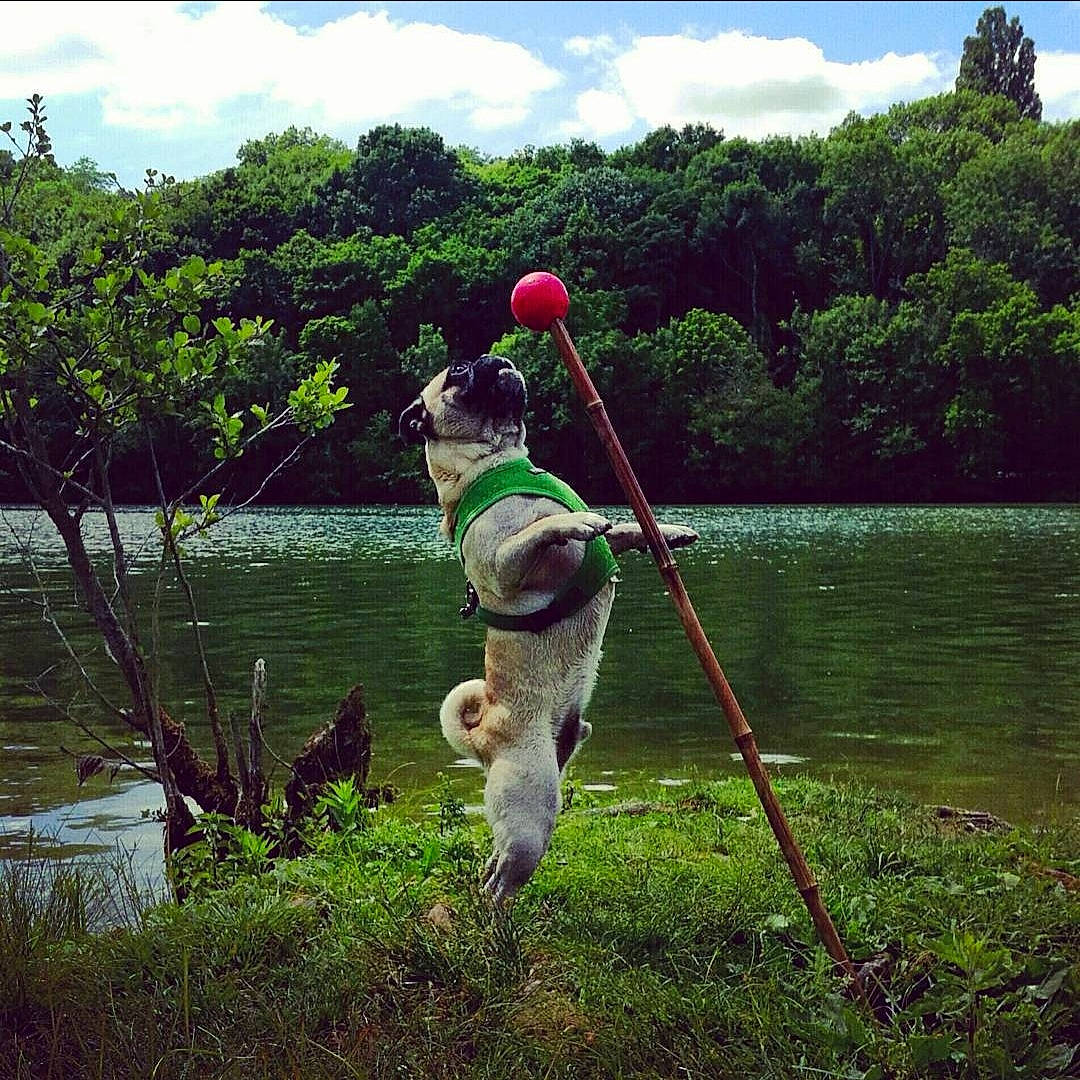 Jabba a rejoint le concours — aidez-le/la à gagner de superbes lots ! bank, canidae, carnivore, collar, companion_dog, dog, dog_breed, fluvial_landforms_of_streams, lacustrine_plain, lake, leash, loch, marsh, pond, reservoir, riparian_forest, sporting_group, water, wetland, working_animal