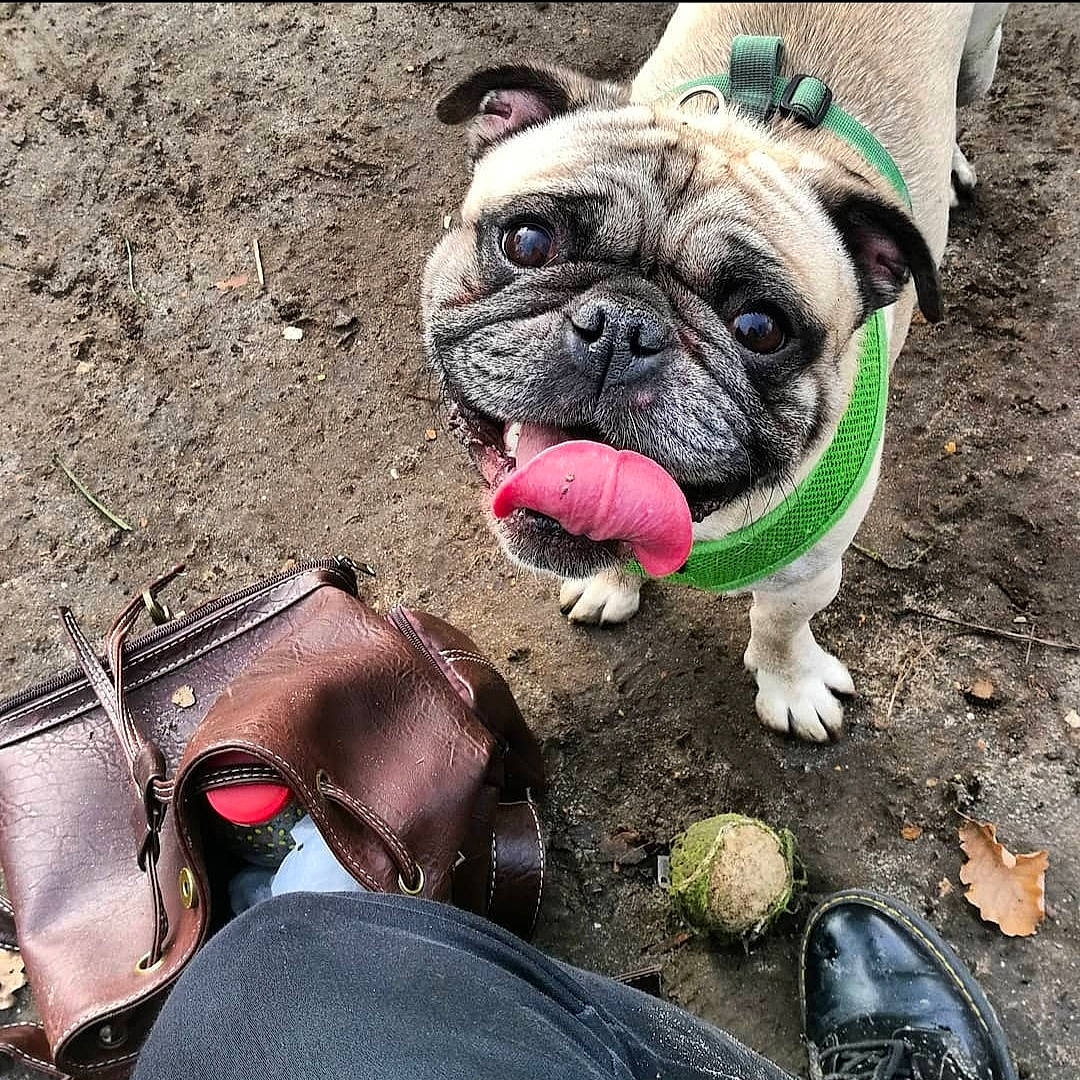 Jabba a rejoint le concours — aidez-le/la à gagner de superbes lots ! bulldog, carnivore, collar, denim, dog, dog_breed, fawn, foot, jeans, leash, non_sporting_group, pink, pug, shoe, slipper, snout, toy_dog, walking_shoe, working_animal, wrinkle