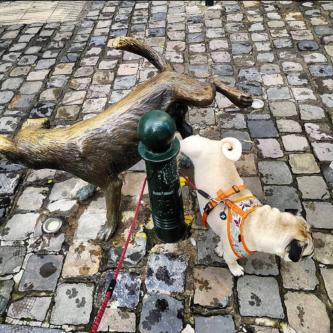 Jabba a rejoint le concours — aidez-le/la à gagner de superbes lots ! canidae, carnivore, cobblestone, collar, companion_dog, dog, dog_breed, dog_supply, flagstone, leash, pet_supply, sculpture, shadow, sporting_group, tail