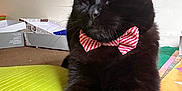 Hijo is registered to the contest to win money with this photo: black_cat, cat, bow_tie, pet, feline, indoor, stretching, relaxed, animal, mammal, whiskers, playmat, colorful, close_up, cute, domestic_cat, fur, sleepy, adorable, companion