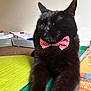 black_cat, cat, bow_tie, pet, feline, indoor, stretching, relaxed, animal, mammal, whiskers, playmat, colorful, close_up, cute, domestic_cat, fur, sleepy, adorable, companion
