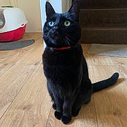 Hijo joined the competition — help win amazing prizes! cat, black_cat, heterochromia, indoor, wooden_floor, litter_box, stairs, curious, pet, animal, feline, sitting, collar, whiskers, ears, tail, domestic, home, flooring, carpet