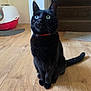 cat, black_cat, heterochromia, indoor, wooden_floor, litter_box, stairs, curious, pet, animal, feline, sitting, collar, whiskers, ears, tail, domestic, home, flooring, carpet