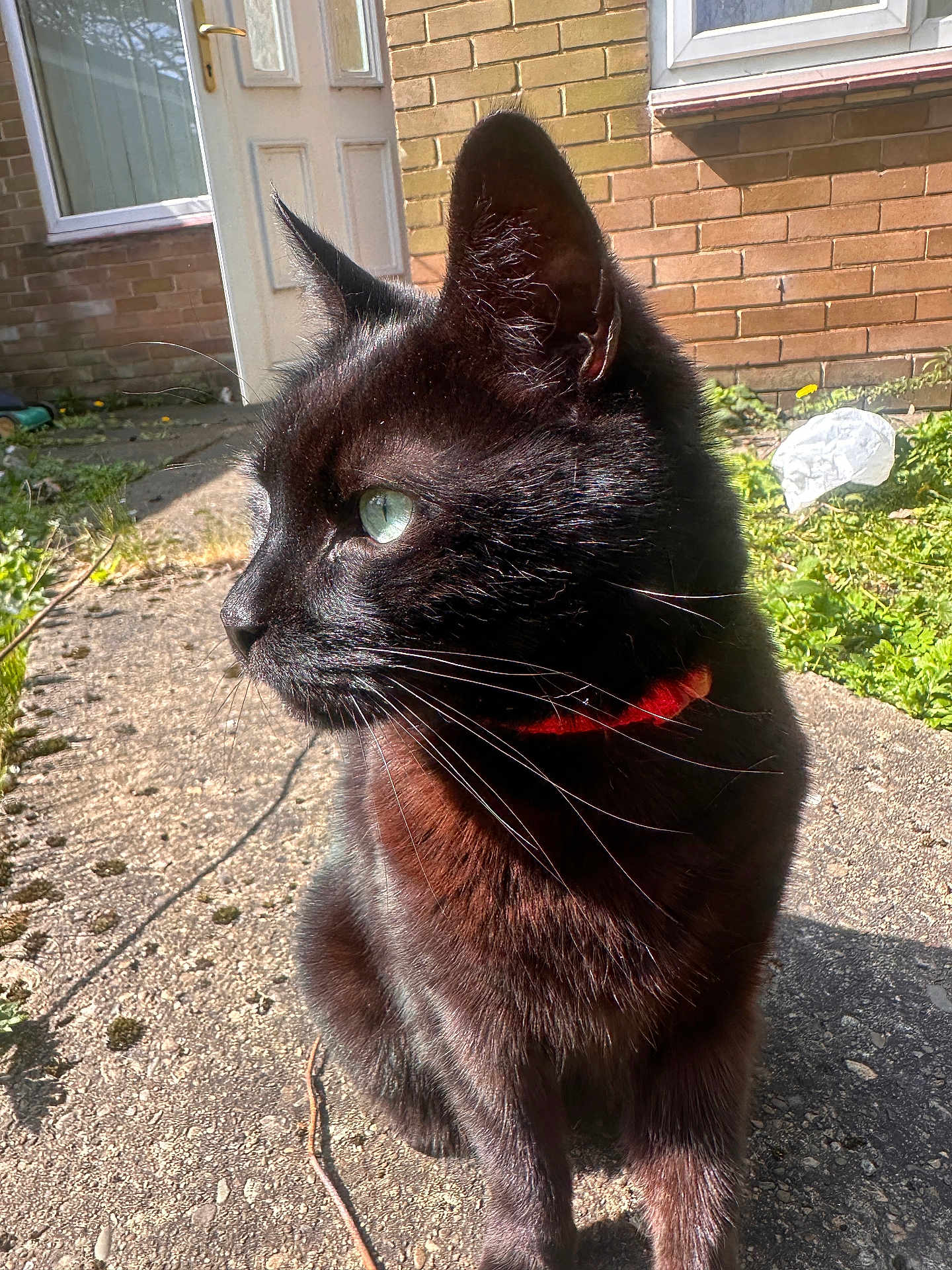 Hijo is registered to the contest to win money with this photo: cat, black_cat, animal, pet, collar, outdoor, sunlight, green_eyes, fur, whiskers, concrete, brick_wall, door, plants, shadow, closeup, side_view, nature, domestic_animal, curious