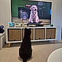 Arès a rejoint le concours — aidez-le/la à gagner de superbes lots ! cat, dog, television, puppy, black_cat, golden_retriever, floor, tv_stand, decor, digital_clock, living_room, watching, pet, indoor, furniture, cute, animal, screen, sitting, home