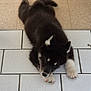 Arès a rejoint le concours — aidez-le/la à gagner de superbes lots ! puppy, dog, black_and_white, tiled_floor, lying_down, pet, animal, cute, indoor, playful, fur, small, young, resting, paw, nose, ears, toy, tennis_ball, floor