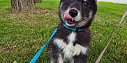 Arès a rejoint le concours — aidez-le/la à gagner de superbes lots ! puppy, dog, grass, leash, tree, outdoor, pet, cute, animal, young_dog, black_and_white, collar, suburban, house, nature, playful, tongue_out, walking, canine, fur