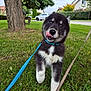 puppy, dog, grass, leash, tree, outdoor, pet, cute, animal, young_dog, black_and_white, collar, suburban, house, nature, playful, tongue_out, walking, canine, fur