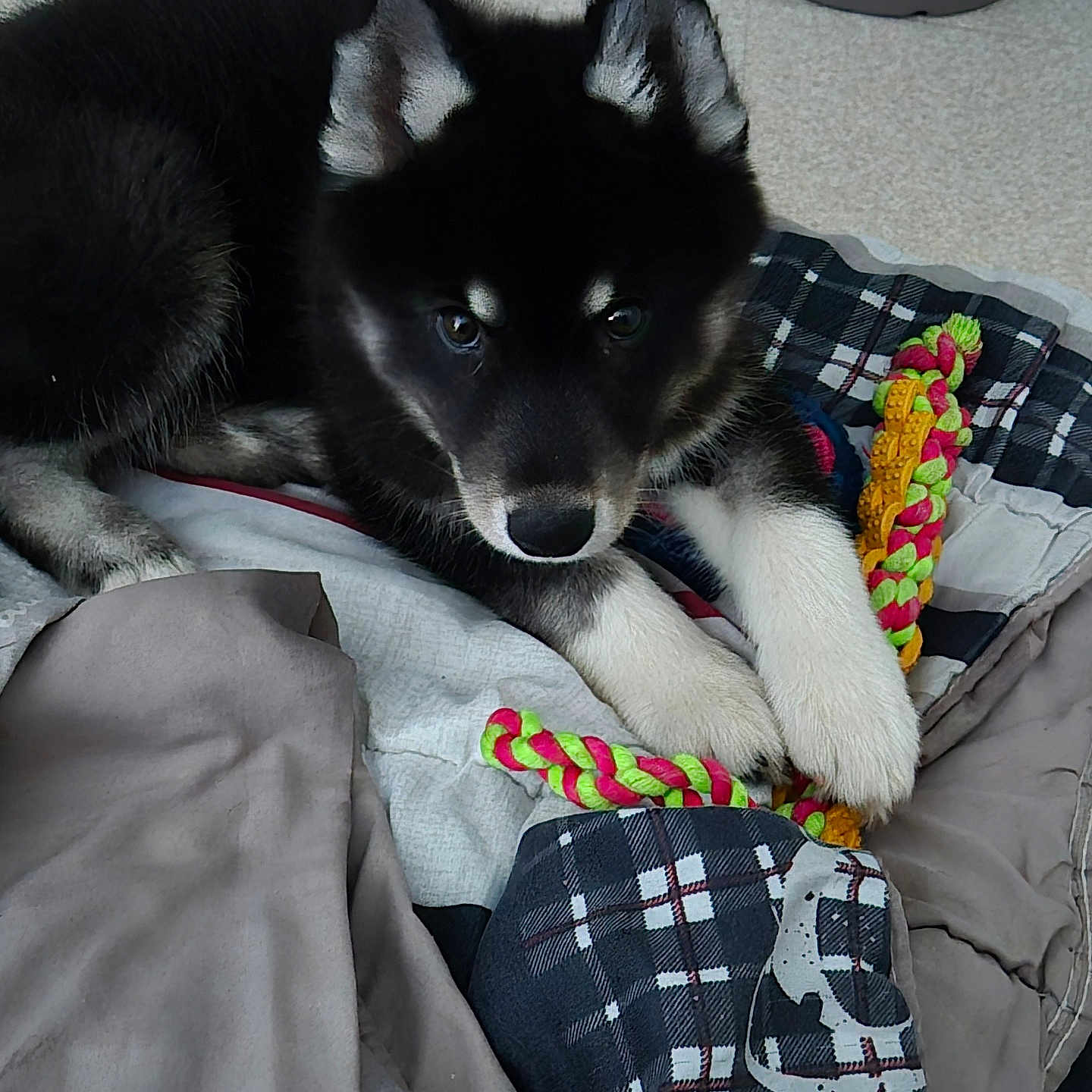 Arès a rejoint le concours — aidez-le/la à gagner de superbes lots ! animal, black_and_white, blanket, canine, cozy, curious, cute, dog, fur, home, indoor, lying_down, paw, pet, playful, puppy, resting, rope_toy, toy, young_dog