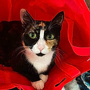 Philly Girl is registered to the contest to win money with this photo: animal, calico, cat, closeup, cozy, curious, cute, domestic_cat, feline, fur, green_eyes, indoor, looking, paws, pet, red_bag, relaxed, reusable_bag, soft_texture, whiskers