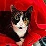 animal, calico, cat, closeup, cozy, curious, cute, domestic_cat, feline, fur, green_eyes, indoor, looking, paws, pet, red_bag, relaxed, reusable_bag, soft_texture, whiskers