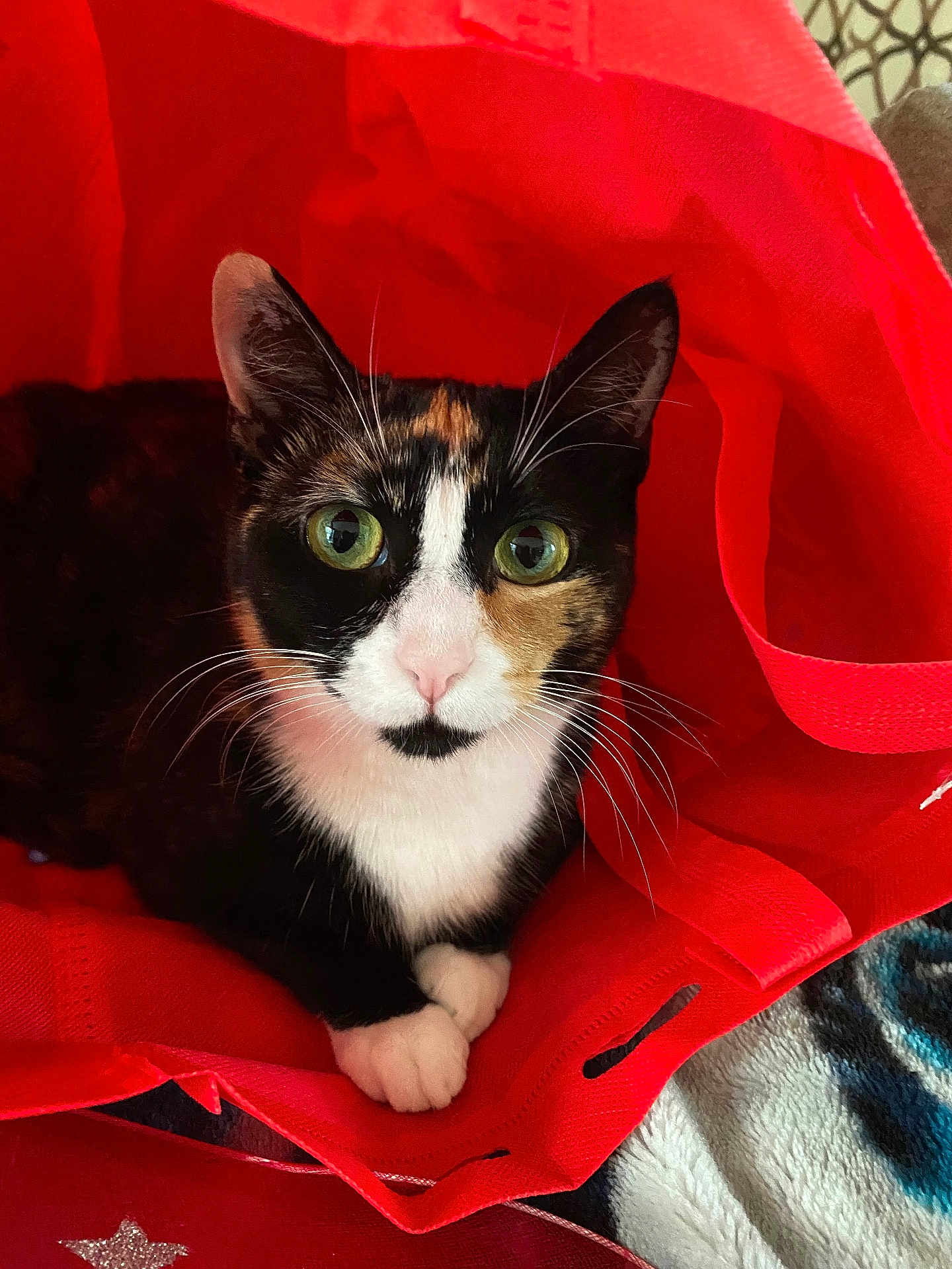 Philly Girl is registered to the contest to win money with this photo: animal, calico, cat, closeup, cozy, curious, cute, domestic_cat, feline, fur, green_eyes, indoor, looking, paws, pet, red_bag, relaxed, reusable_bag, soft_texture, whiskers