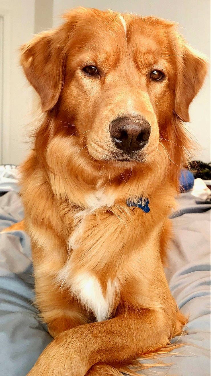 Blue is registered to the contest to win money with this photo: canidae, carnivore, companion_dog, dog, dog_breed, event, fawn, fur, golden_retriever, gun_dog, liver, snout, sporting_group, terrestrial_animal, whiskers, working_animal, working_dog