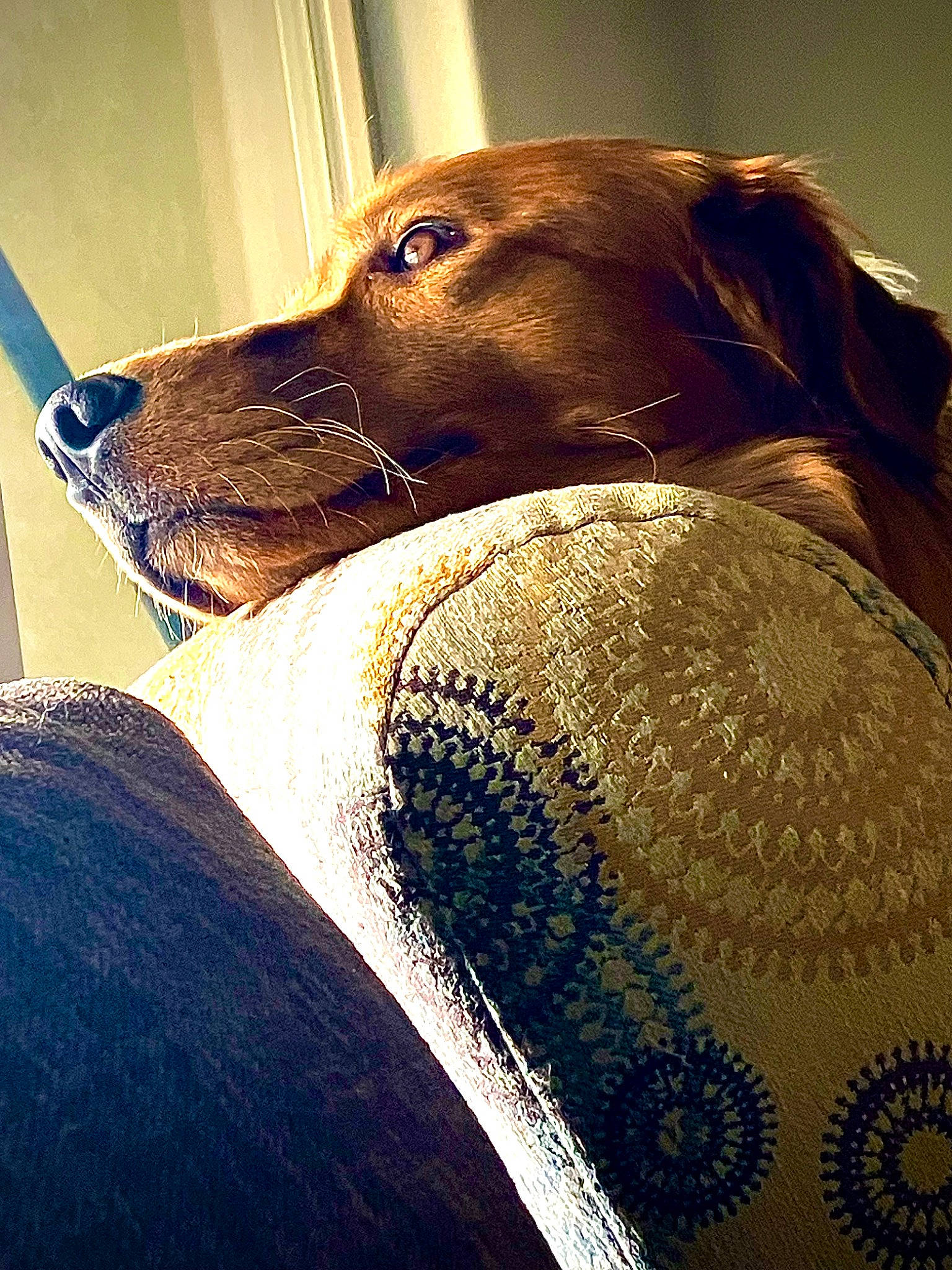 Blue joined the competition — help win amazing prizes! canidae, carnivore, comfort, companion_dog, dog, dog_breed, dog_collar, electric_blue, fawn, flooring, fur, liver, pattern, pet_supply, snout, sporting_group, terrestrial_animal, tints_and_shades, whiskers, working_animal