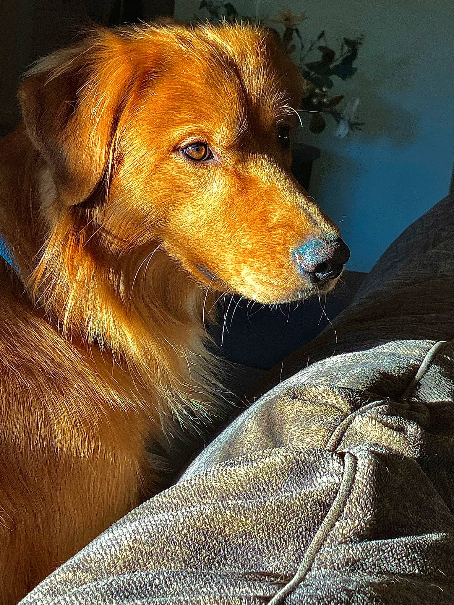 Blue joined the competition — help win amazing prizes! canidae, carnivore, clock, companion_dog, dog, dog_breed, fawn, fur, golden_retriever, gun_dog, liver, sporting_group, whiskers, working_dog