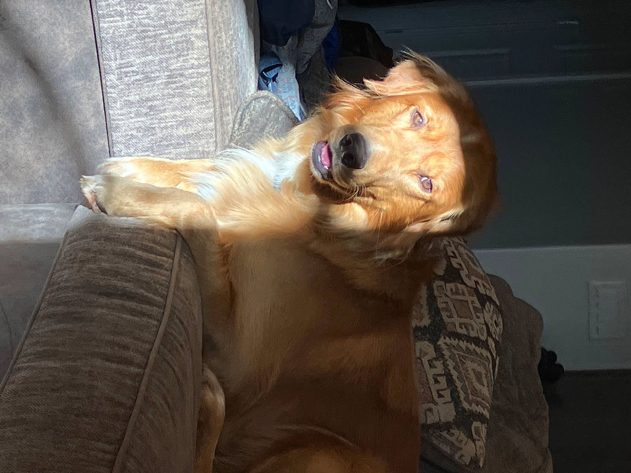 Blue joined the competition — help win amazing prizes! art, artifact, canidae, carving, companion_dog, costume, dog_breed, fawn, fictional_character, fun, fur, human_body, sculpture, snout, sporting_group, sunglasses, whiskers, wood, wrinkle