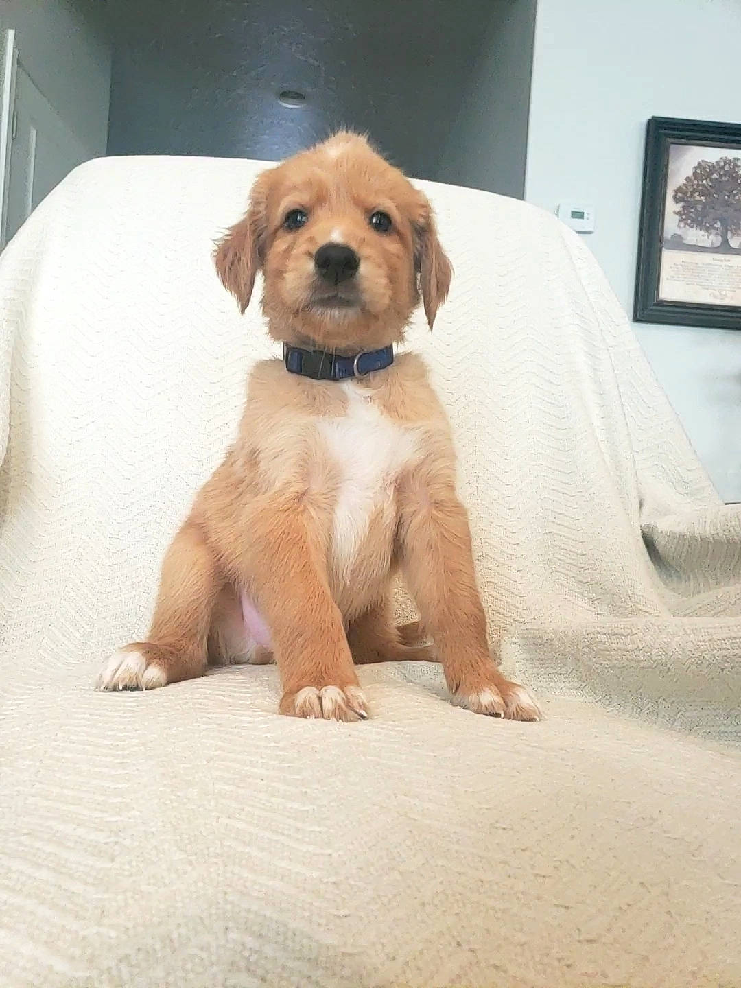 Blue is registered to the contest to win money with this photo: canidae, carnivore, comfort, companion_dog, dog, dog_breed, fawn, flooring, fur, liver, pet_supply, picture_frame, snout, sporting_group, toy, wood, working_animal