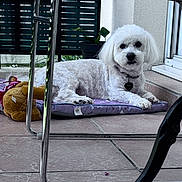 Boby participe au concours pour gagner de l'argent avec cette photo : dog, white_dog, pet, cushion, purple_cushion, plush_toy, potted_plant, tile_floor, patio, chair_legs, collar, dog_tag, relaxing, indoors, resting, small_dog, fur, animal, cute, companion