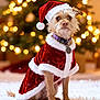 animal, background_blur, celebration, christmas_tree, collar, costume, cute, decorations, dog, festive, fur, holiday, indoor, lights, pet, portrait, santa_hat, seasonal, snow, warm