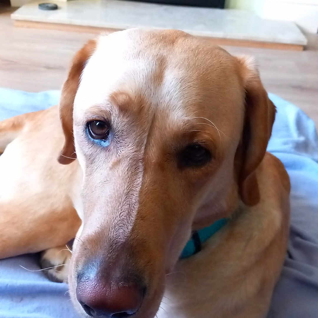 Brachan joined the competition — help win amazing prizes! animal, bed, canine, computerhardware, cushion, dog, door, electronics, fireplace, furniture, goldenretriever, hardware, homedecor, hound, indoors, labradorretriever, monitor, pet, puppy, screen