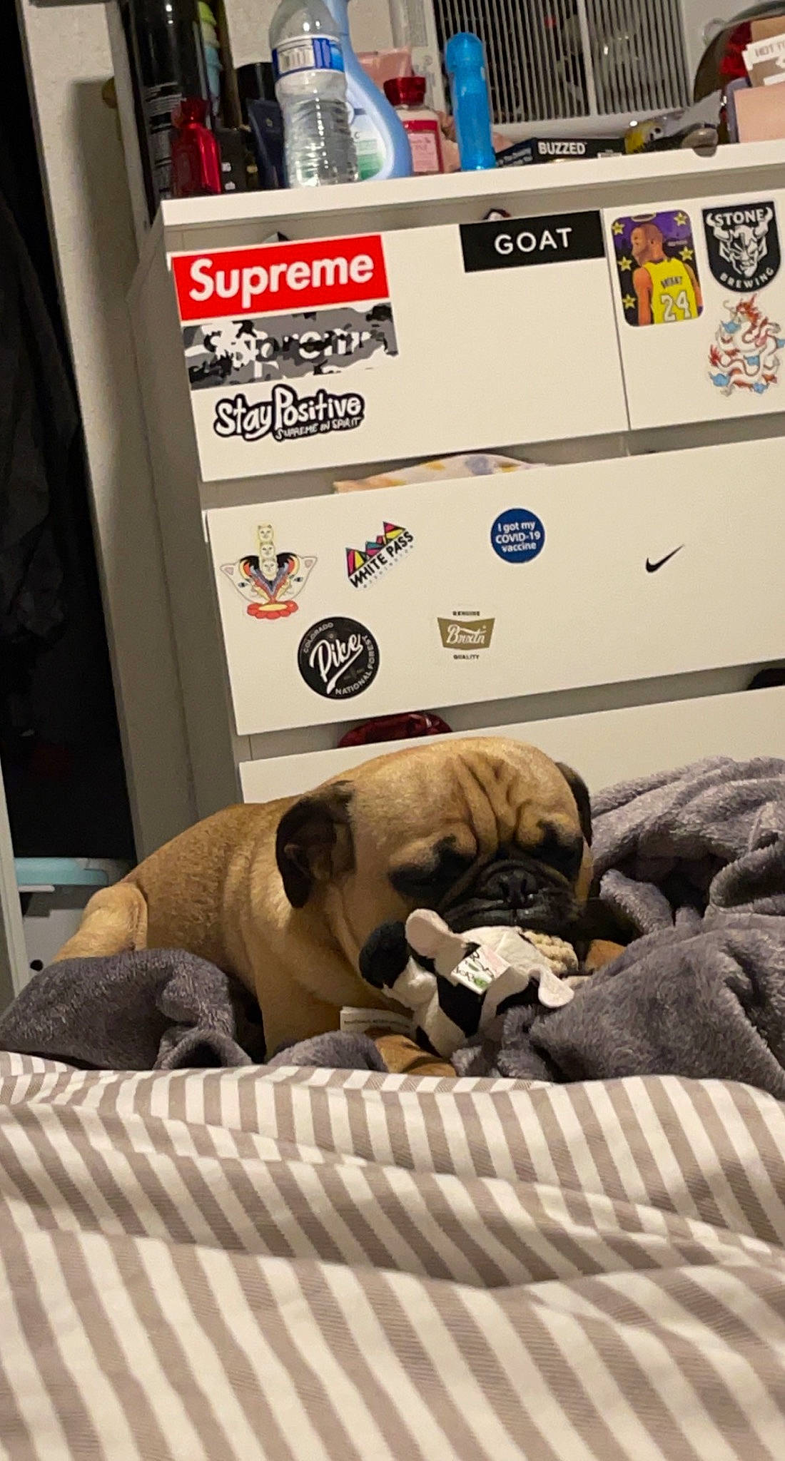 Cubby is registered to the contest to win money with this photo: bed_sheet, bedding, canidae, carnivore, child, comfort, companion_dog, felidae, flooring, font, fur, guard_dog, linens, logo, mammal, publication, room, toy, toy_dog, wrinkle