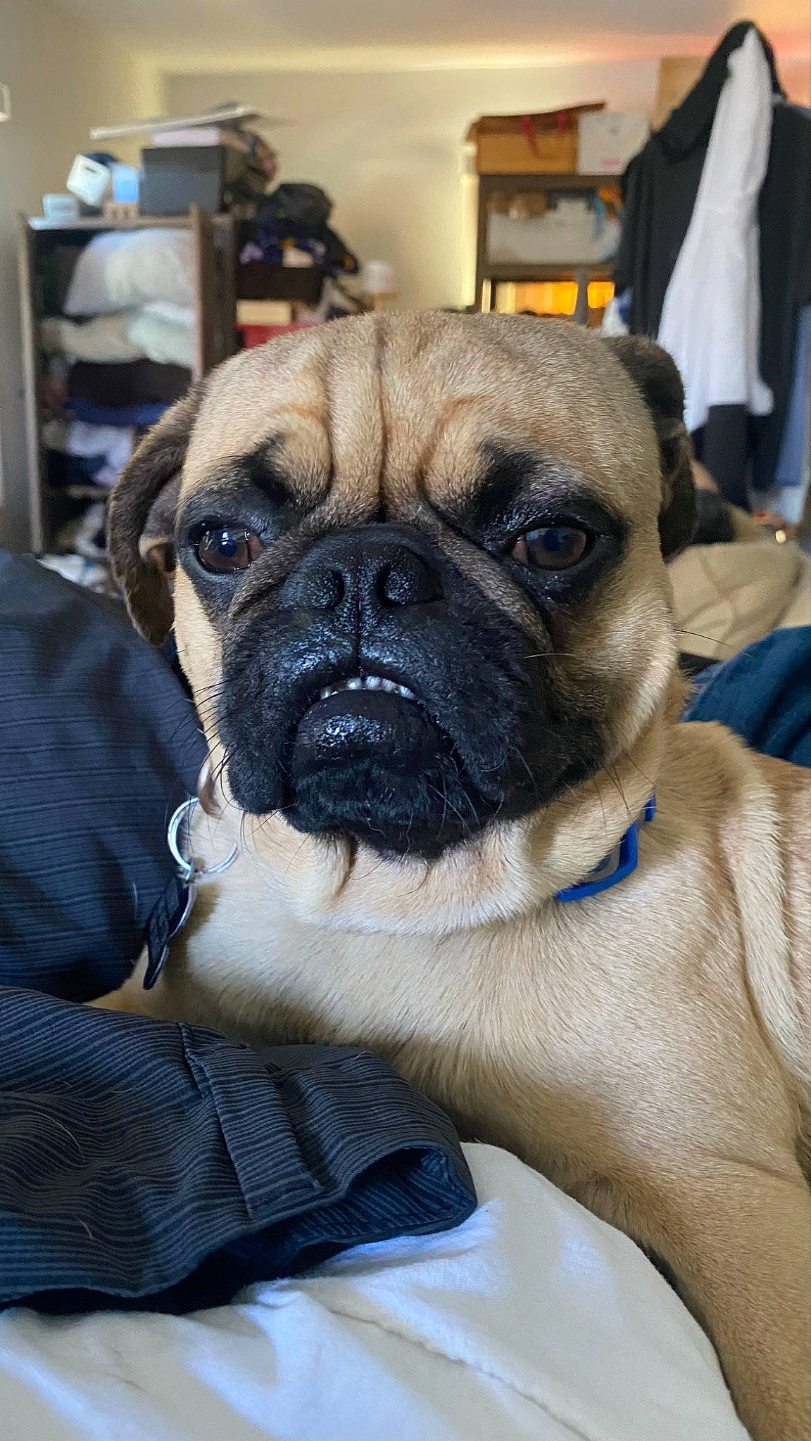 Cubby is registered to the contest to win money with this photo: canidae, carnivore, companion_dog, dog, dog_breed, fawn, fur, molosser, non_sporting_group, plant, pug, puppy, shelf, snout, sporting_group, toy_dog, whiskers, working_animal, working_dog, wrinkle