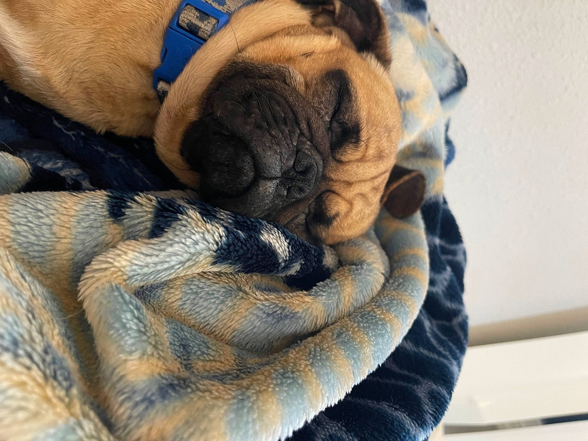 Cubby joined the competition — help win amazing prizes! carnivore, comfort, companion_dog, dog, dog_breed, electric_blue, fawn, fur, grey, nap, pattern, paw, snout, terrestrial_animal, whiskers, wood, wool, wrinkle