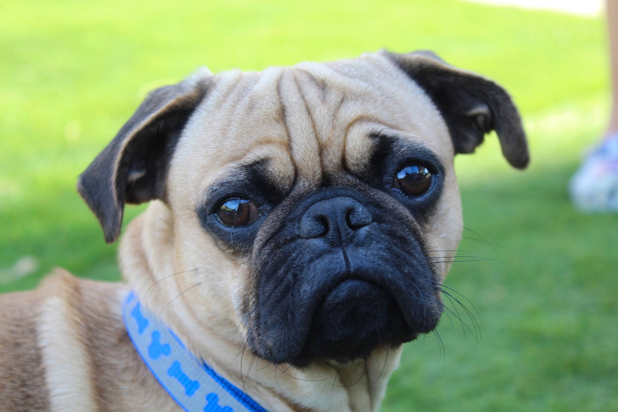 Cubby is registered to the contest to win money with this photo: ancient_dog_breeds, bulldog, canidae, carnivore, companion_dog, dog, dog_breed, electric_blue, fawn, grass, non_sporting_group, plant, pug, snout, sporting_group, toy_dog, whiskers, working_animal, working_dog, wrinkle