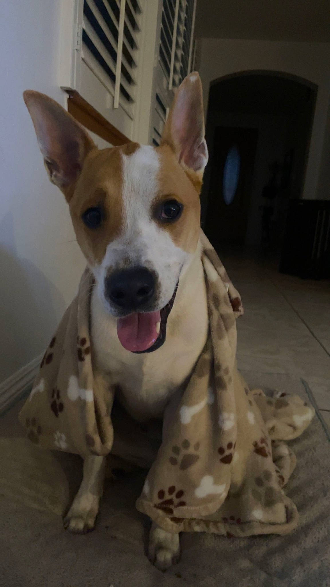 Bruno is registered to the contest to win money with this photo: ancient_dog_breeds, canidae, carnivore, collar, companion_dog, dog, dog_breed, dog_collar, dog_supply, ear, eye, fawn, paw, snout, sporting_group, terrestrial_animal, terrier, whiskers, wood, working_animal