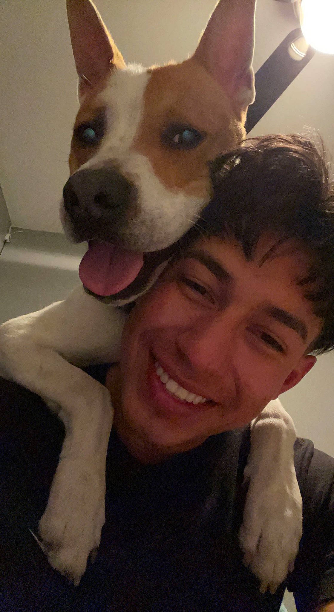 Bruno is registered to the contest to win money with this photo: carnivore, companion_dog, cool, dog, dog_breed, ear, eye, fawn, fun, gesture, happy, head, jaw, mouth, nose, organ, skin, smile, whiskers, working_animal