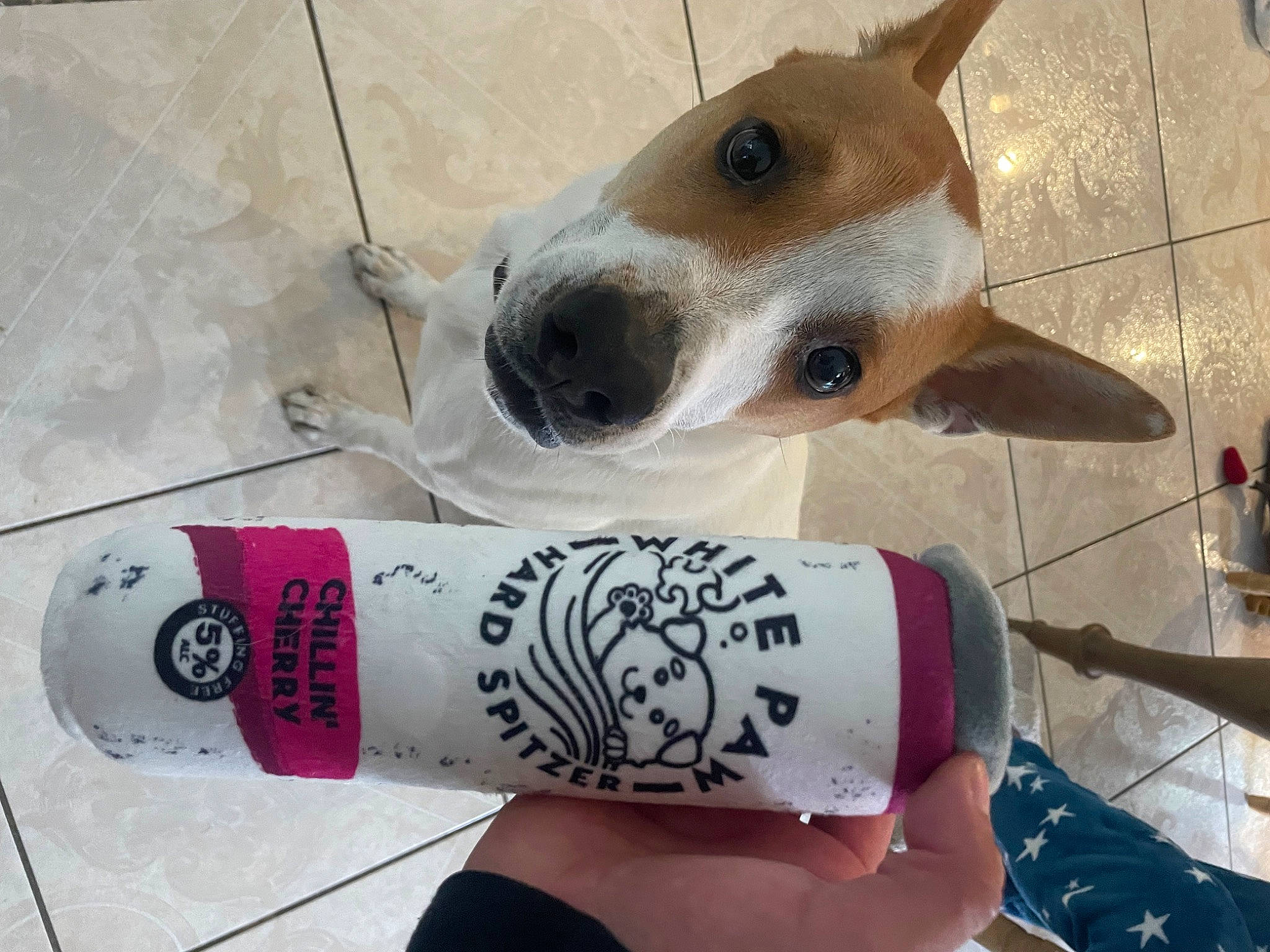 Bruno is registered to the contest to win money with this photo: canidae, carnivore, collar, companion_dog, dog, dog_breed, dog_supply, drink, fashion_accessory, fawn, font, food, metal, nail, pet_supply, snout, whiskers, white, wood, working_animal