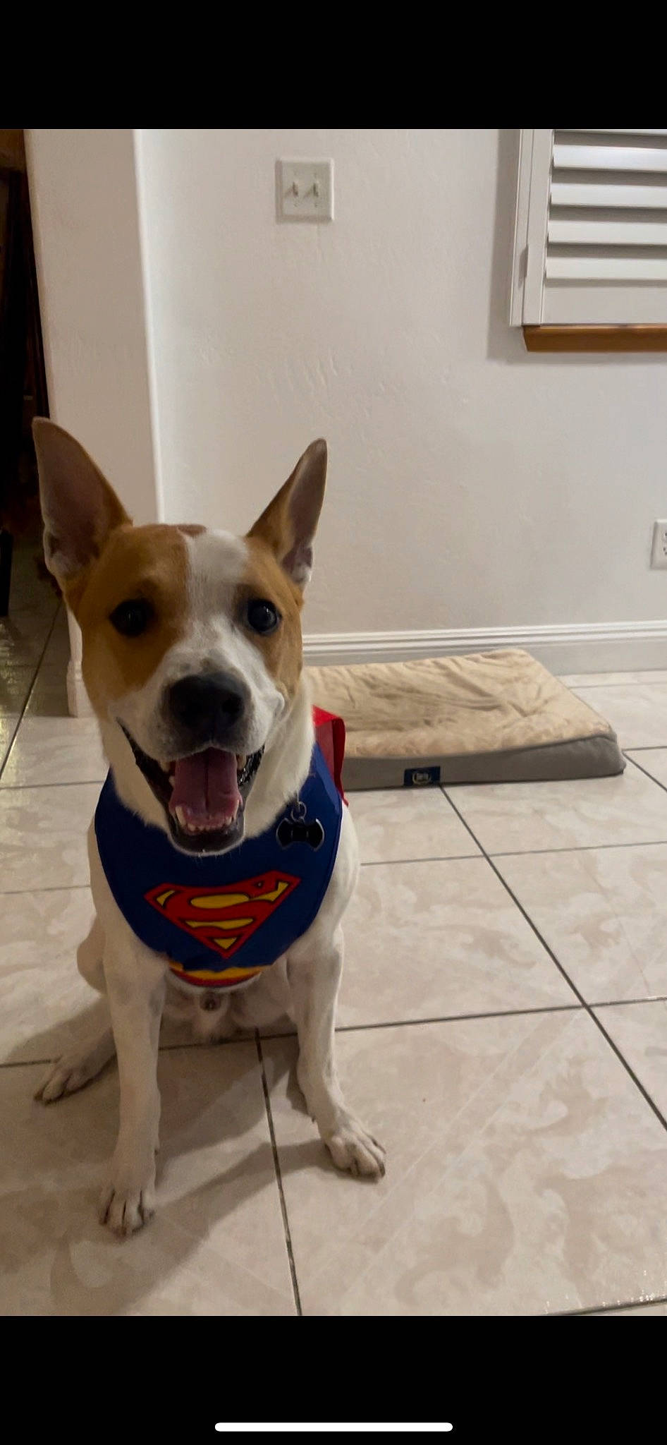 Bruno is registered to the contest to win money with this photo: canidae, carnivore, collar, companion_dog, dog, dog_breed, dog_collar, dog_supply, fawn, flooring, hardwood, pet_supply, snout, sporting_group, terrier, tile_flooring, whiskers, window, wood, working_animal