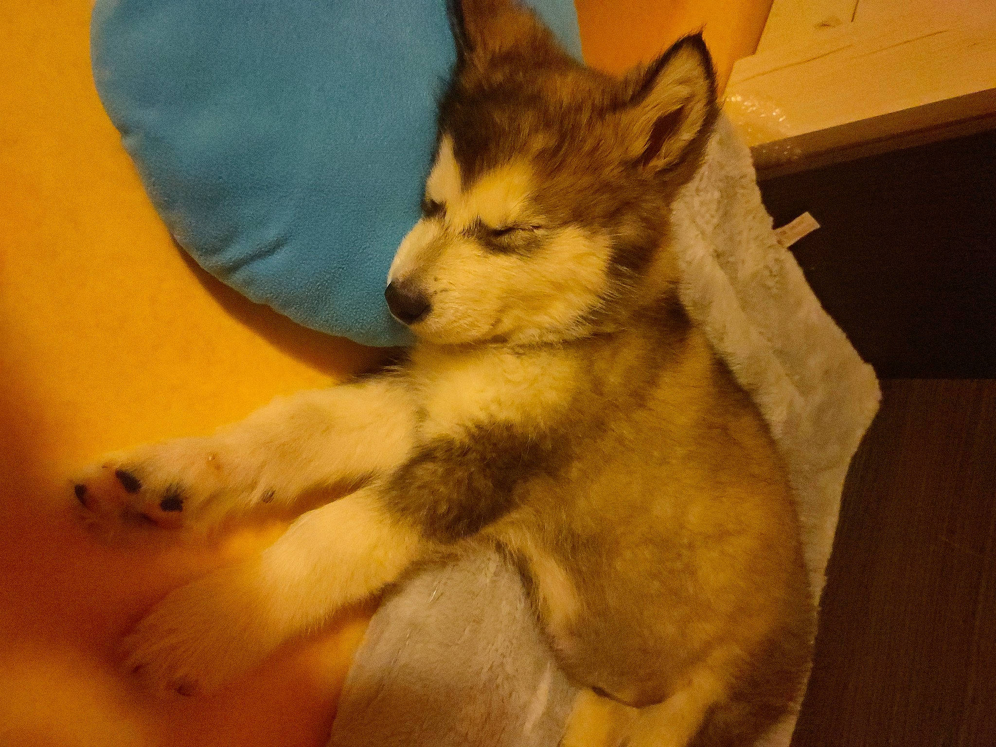 Ultimate Wolf a rejoint le concours — aidez-le/la à gagner de superbes lots ! ancient_dog_breeds, canidae, canis, carnivore, companion_dog, dog, dog_breed, fawn, fur, non_sporting_group, snout, sporting_group, tail, terrestrial_animal, whiskers, wildlife, working_animal