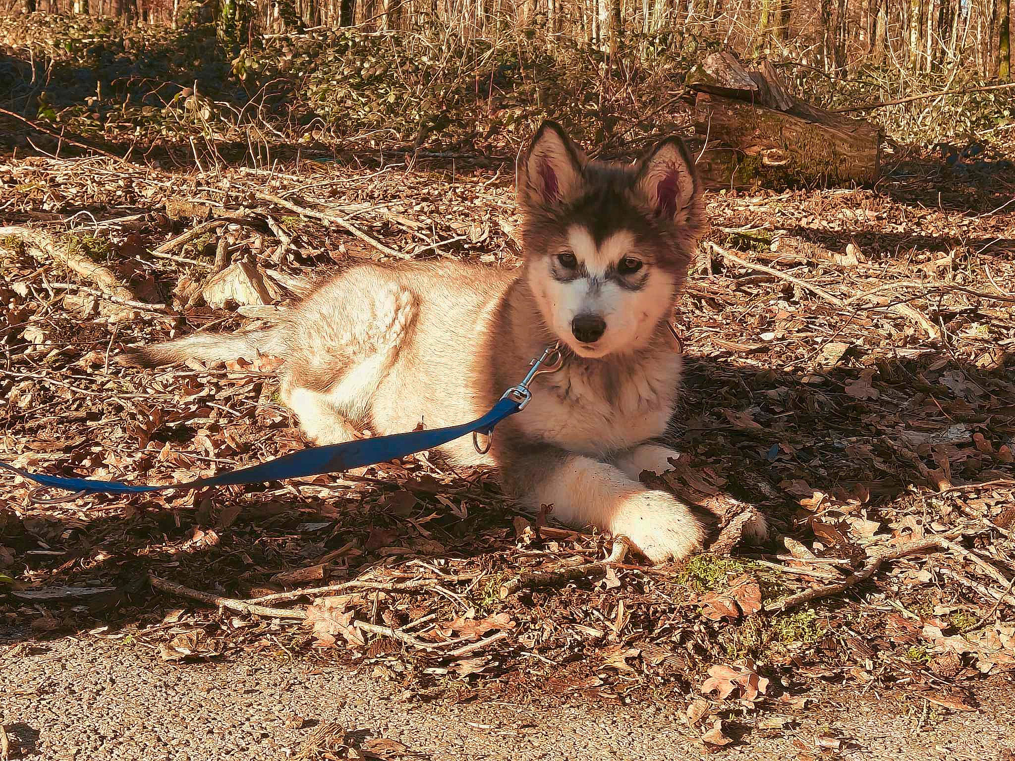 Ultimate Wolf a rejoint le concours — aidez-le/la à gagner de superbes lots ! ancient_dog_breeds, canis, carnivore, companion_dog, dog, dog_breed, fawn, forest, fur, grass, plant, soil, tail, terrestrial_animal, tree, whiskers, wildlife, wood, woodland, working_dog